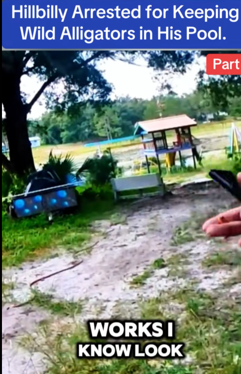 “Man Arrested After Police Discover Wild Alligators Living in His Backyard Pool — Shocking Bodycam Footage Released”