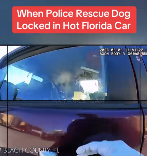 “Police Smash Window to Save Overheated Dog in Florida Heatwave”