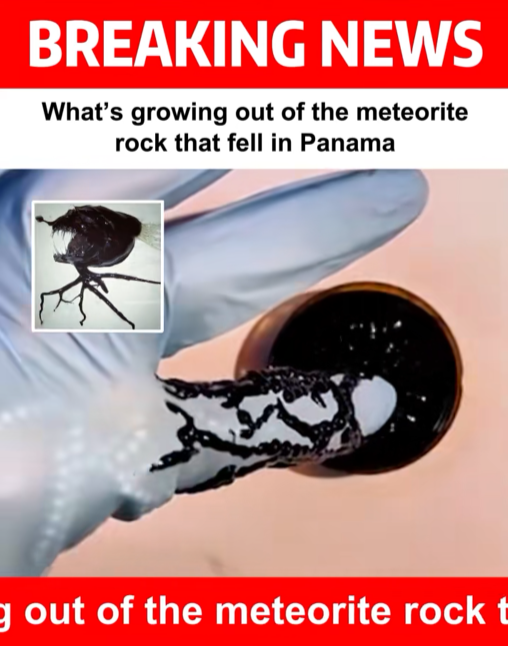 “What’s Really Growing Out of That ‘Meteorite’ in Panama? The Truth Might Surprise You.”