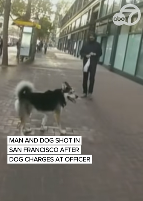Man and Dog Sh*t in San Francisco After Dog Charges at Officer — A Split-Second Decision With Tragic Consequences