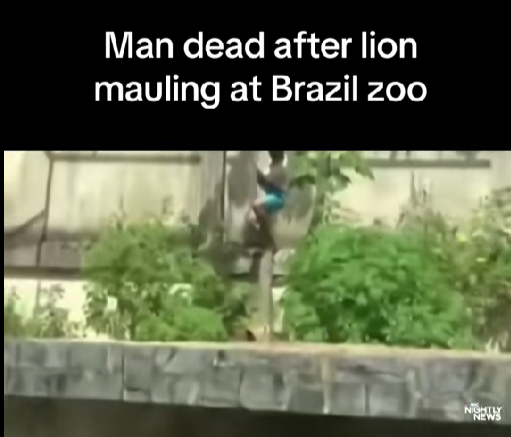 Zoo Visit Turns Into a H*rror Scene — One Mistake Cost Him His Life