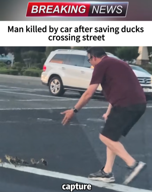He Stopped Traffic to Save Ducks — Seconds Later, Everything Changed