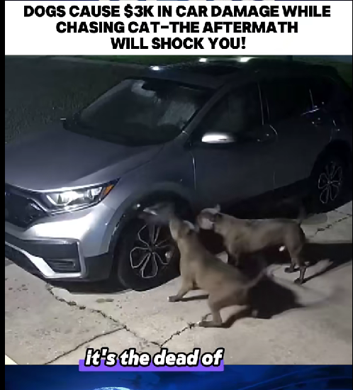 Dogs Go Wild While Chasing a Cat and Cause $3,000 in Car Damage — What They Left Behind Stunned Everyone