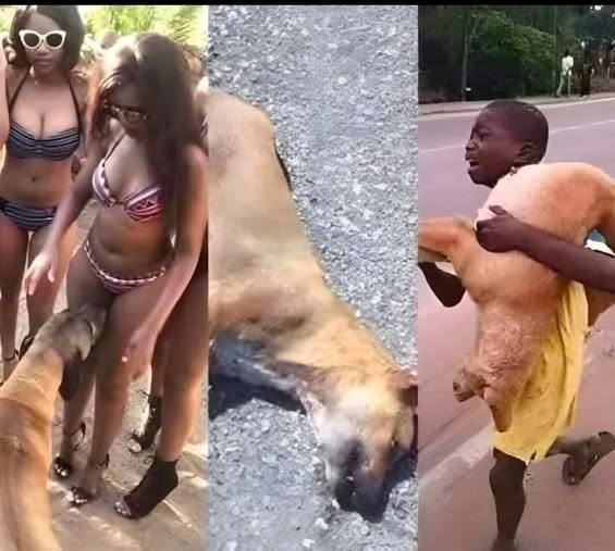 If your dog is sniffing your genital area!