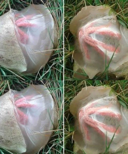 The Unexpected Garden Discovery That Taught Me Something Meaningful!