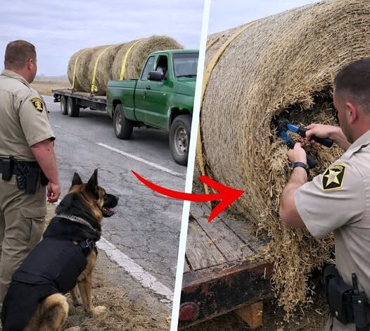 K9 Kept Barking at Hay Bales on Highway, Deputy Cut It Open and Turned Pale!