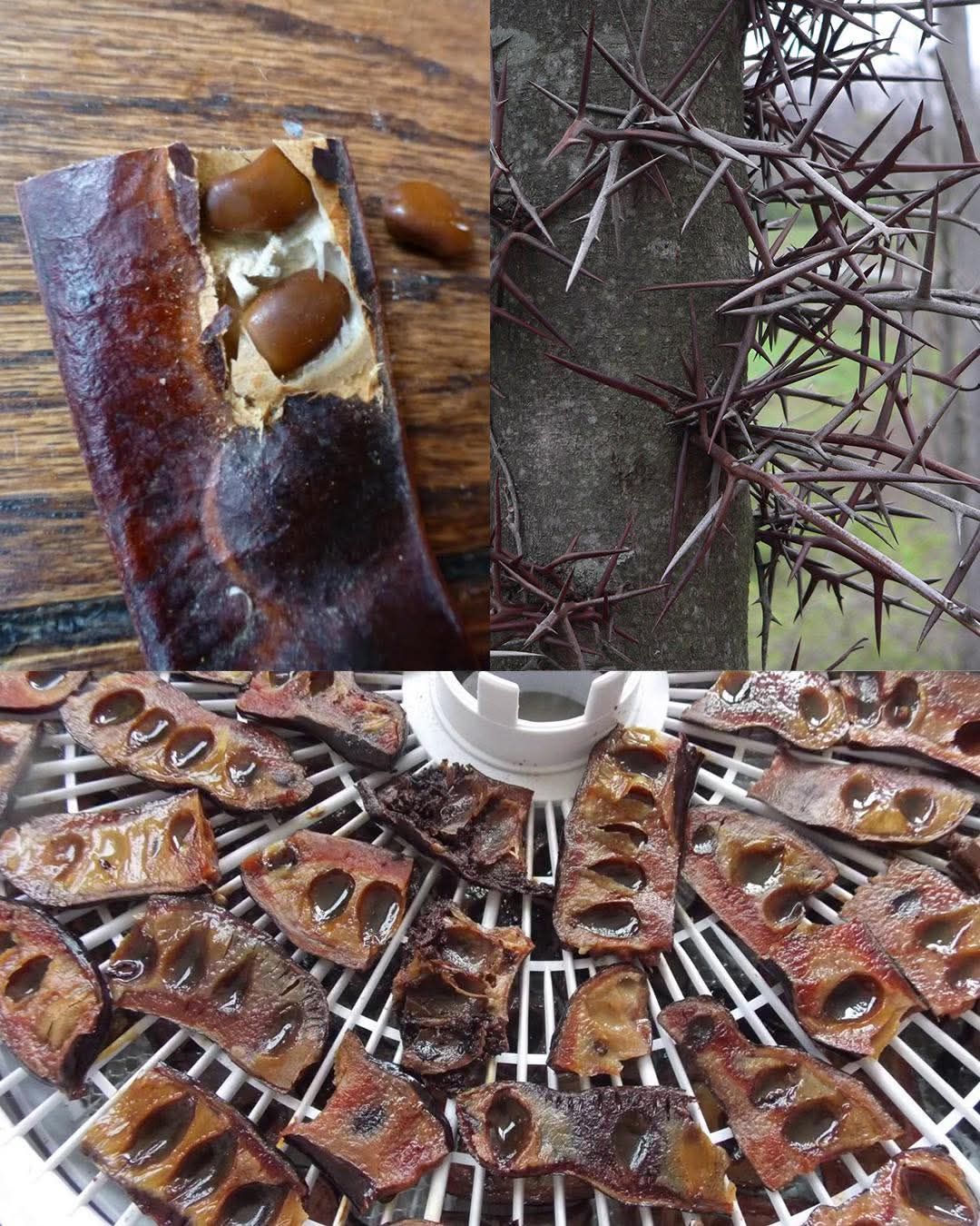 If this tree grows near you, you are sitting on gold and dont even know it! Most people dont!