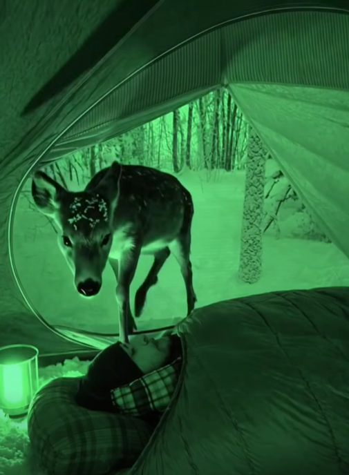 I decided, out of curiosity, to place a night-vision camera in my tent to observe the forest at night, A fawn entered during the night, and its actions left me horrified!