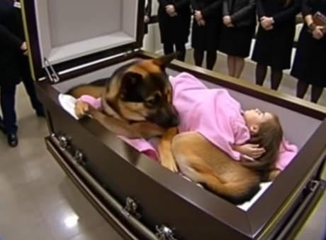 A German Shepherd Refused to Leave a Little Girls Coffin, Then What He Did Shocked Everyone