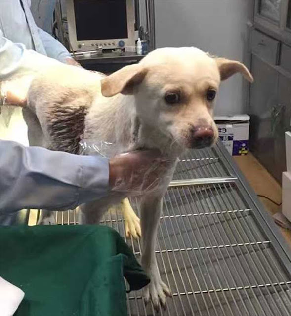 Dog Shot With Arrows Makes Recovery And It’s Incredible